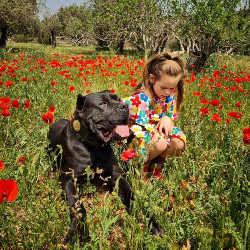 Girl & Cane Corso Protection Dog