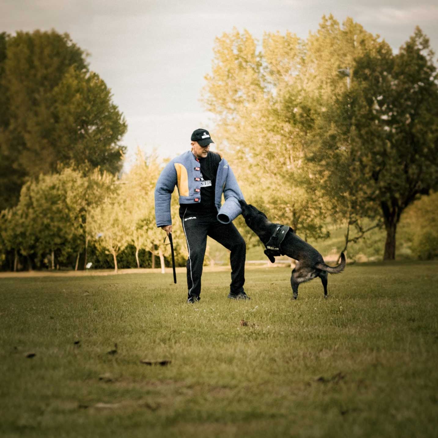 Protection Dog Training