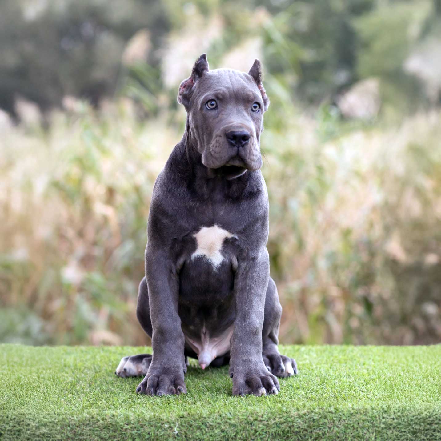 Protection Dogs For Sale