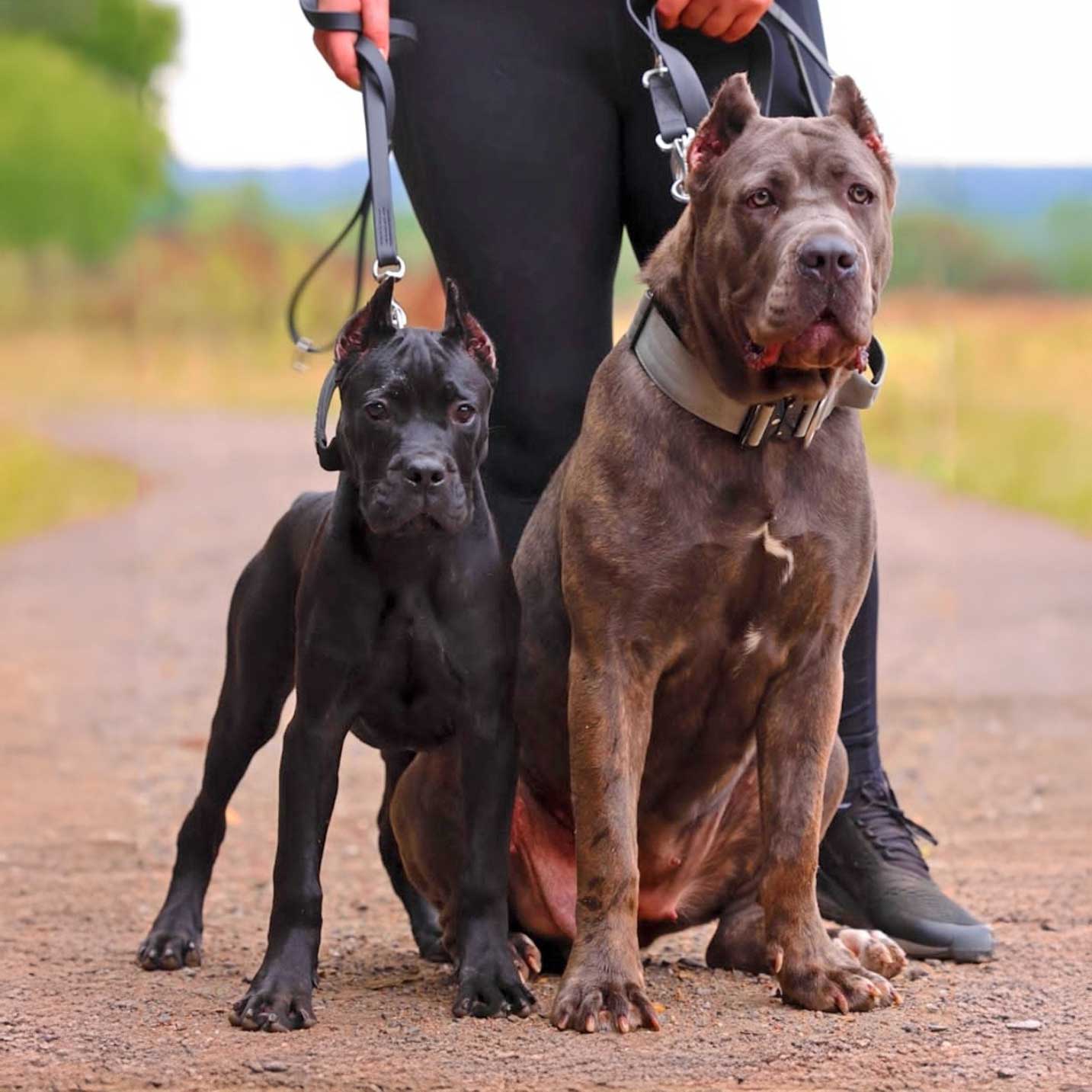 Cane Corso Dogs