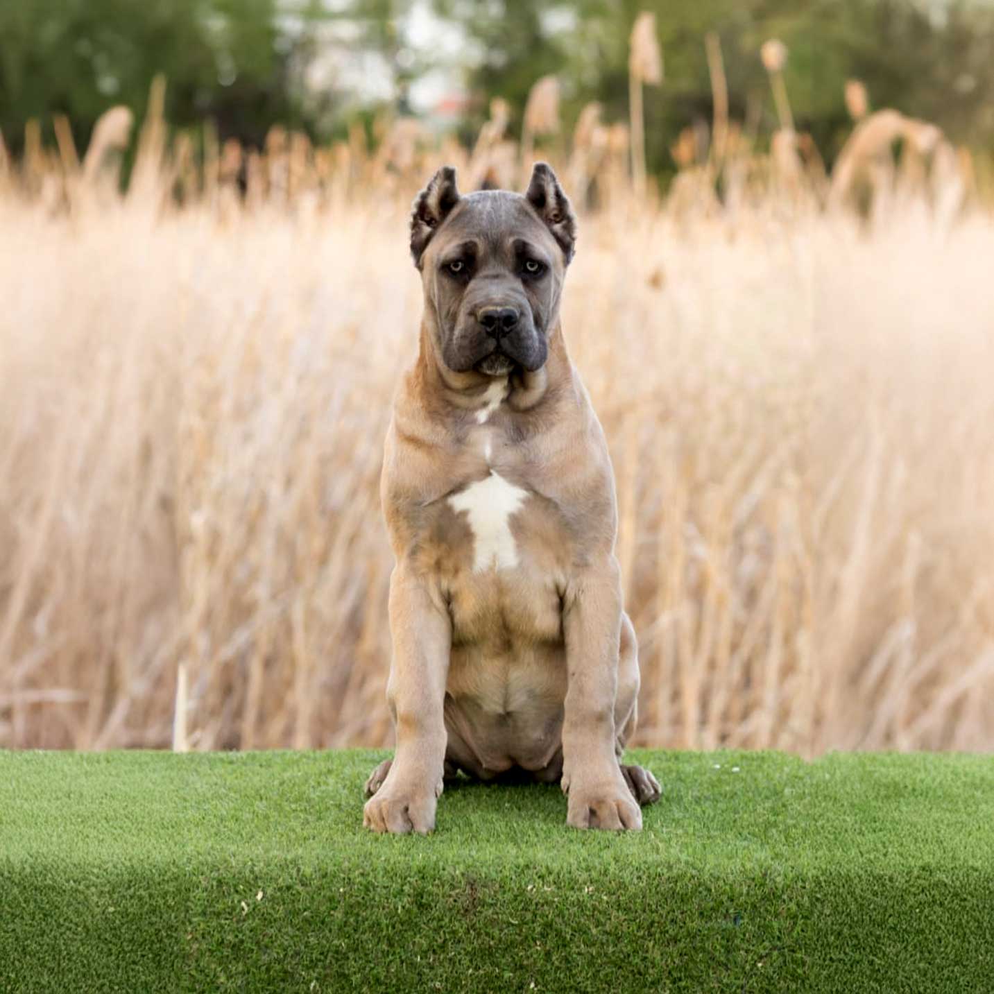 Cane Corso puppy