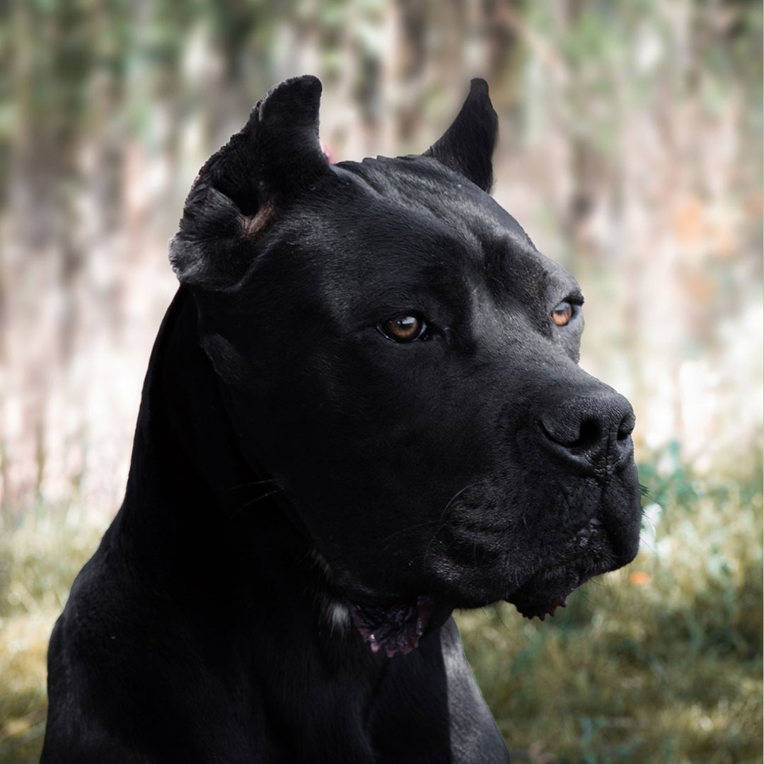 Paco