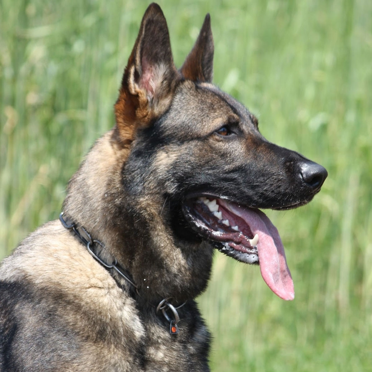 Max