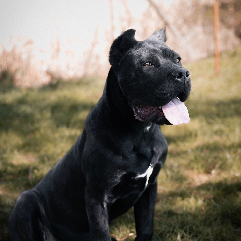 Cane Corso puppies for sale