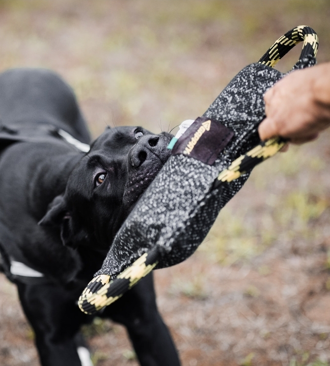 Protection Dogs in Action