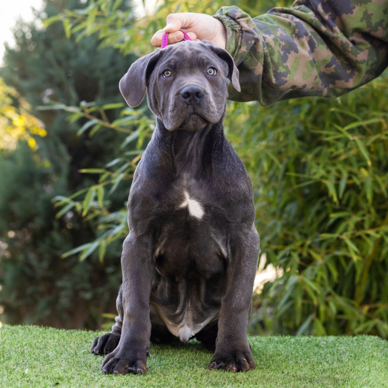 CROPPED AND DOCKED CANE CORSO PUPPIES