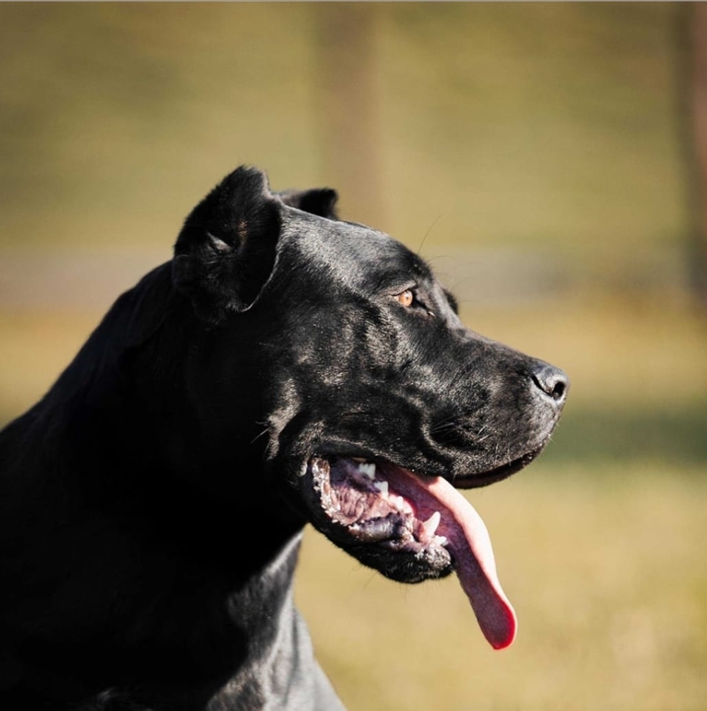 Paco the cane corso